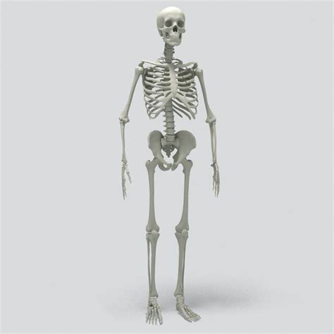 Human Skeleton 3d Model Max C4d Obj 3ds Fbx Lwo Stl 3dexport