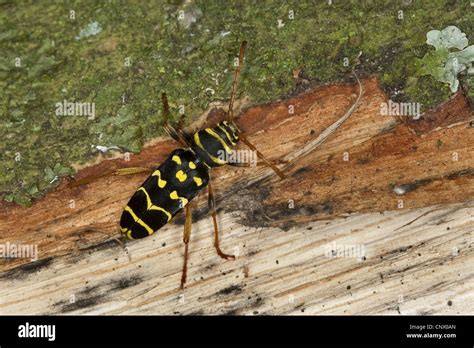 Yellow Bowed Longhorn Beetle Plagionotus Arcuatus Clytus Arcuatus