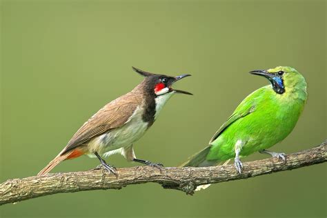 Red Whiskered Bulbul And Jerdons Leafbird On A Branch 4k