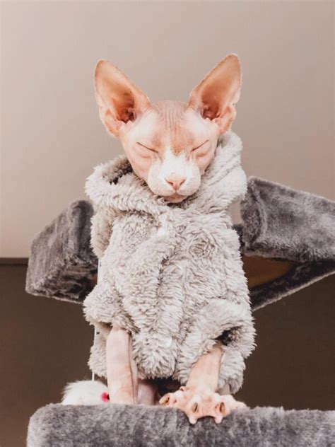 Warm Sphynx Cat Winter Sweater