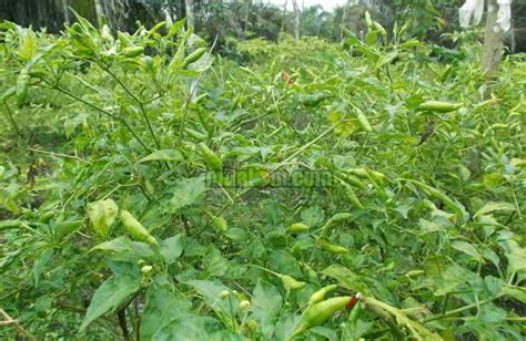 Panduan menanam cabe rawit di lahan tanpa olah tanah dari awal sampai panen. 12 Tips Menanam CABAI TAHAN LAMA Tetap BERBUAH LEBAT ...