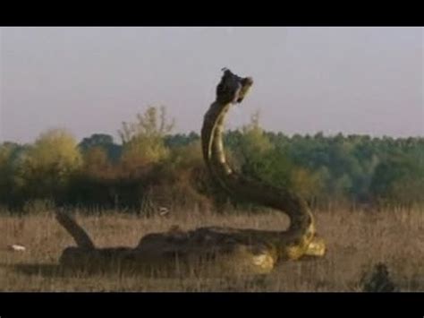 nunca antes visto serpiente gigante devora a elefante pequeño YouTube