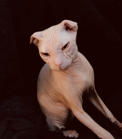 Sphynx Cats For Sale Arvada Co 285111 Petzlover