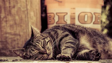 Sleeping Tabby Cat Lies Paws Wallpaper 2048x1152 291370 Wallpaperup