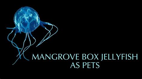 Mangrove Box Jellyfish Jellyfish Warehouse Youtube