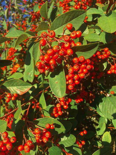 Berries And Seed Pods