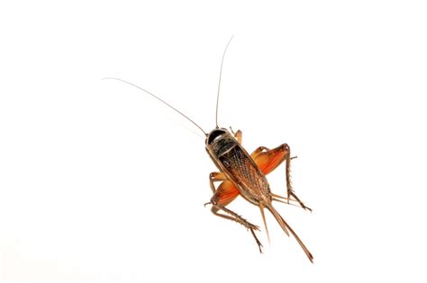 Check spelling or type a new query. Utterly Astonishing Facts about Crickets - Animal Sake