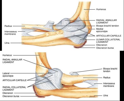Radial Collateral Ligament Elbow Anatomy Joints Anatomy Medical Anatomy