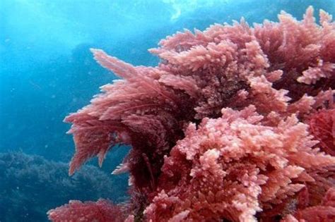 Important Facts About Red Algae ~ Transforming The World