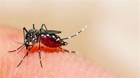 rise  dengue case  september   cruelest month