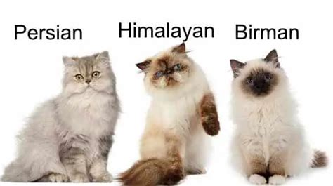 Siamese Vs Birman Vs Himalayan Cats Differences And Similarities