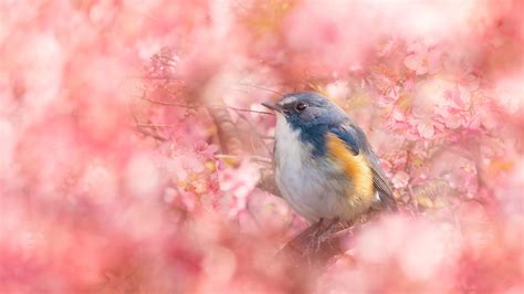 Bluebird Is Perching On Tree Branch With Colorful Flowers