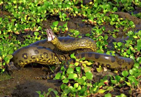 Anaconda Verde La Serpiente Más Grande Del Mundo