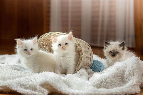 Ragdoll Kittens For Sale In California 2023 Breeders List Pet Keen