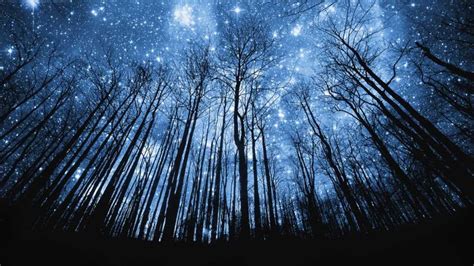Beautiful Starry Night In Forest Picturesque Places Night Sky