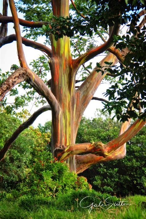 Rainbow Eucalyptus Tree Deglupta Ubicaciondepersonascdmxgobmx