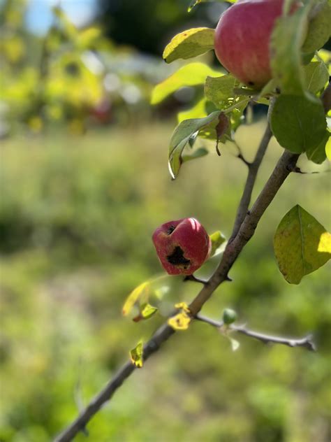 Diseased Apple Tree Ask Extension