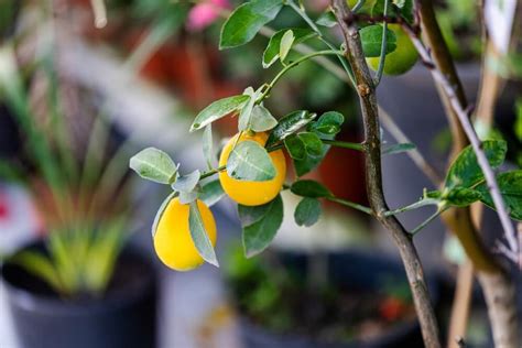 8 Lemon Tree Growth Stages Lifecycle