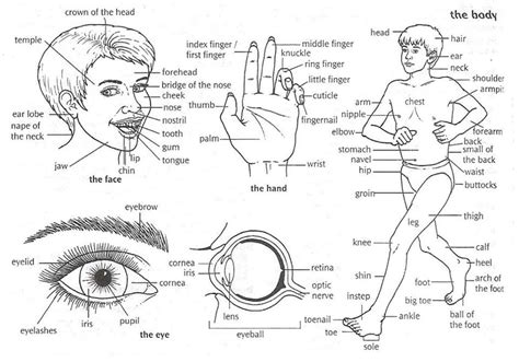 Try our two games about parts of the body. English Vocabulary: Parts of the Human Body - ESLBuzz ...