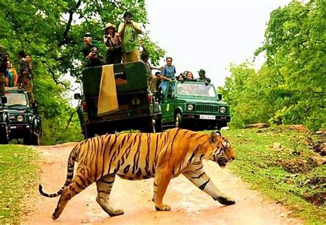 Sanctuaries In India 10 Wildlife Sanctuaries In India Tripoto