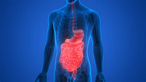 How Does The Digestive System Work Austin Gastroenterology