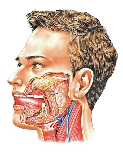 Oral Glands Photograph By Asklepios Medical Atlas Pixels Merch