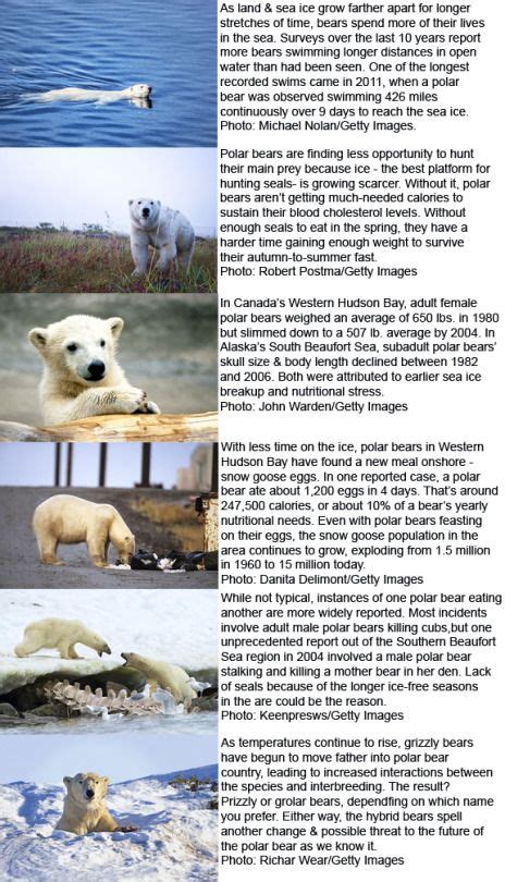 Eclectic Like Me — New Habits Of The Polar Bear How Climate Change