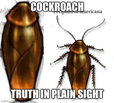 Cockroach Imgflip