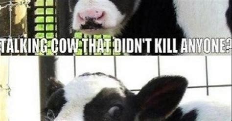 Killer Cows From Outer Space Imgur