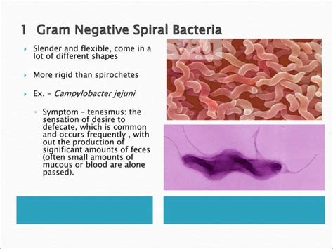Classification Of Bacteria Clinically Relevant Bacteria 092410ppt