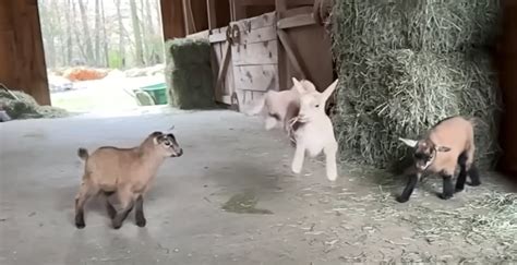 8 Minute Compilation Of Baby Goats Jumping In Slow Motion Borninspace