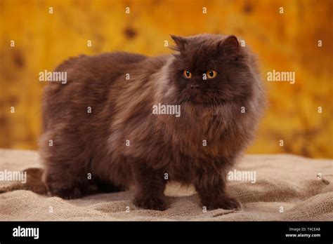 British Longhair Cat Tomcat Chocolate Stock Photo Alamy