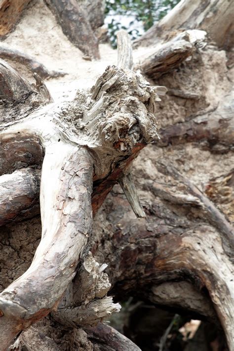 Uprooting stumps in single pieces proved difficult; Uprooted Tree | This uprooted tree stump is by a ...