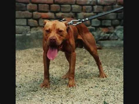 A dog is a friend that never betrays the master. American Game Dogs - YouTube
