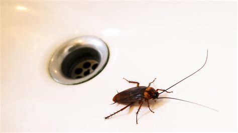 Company Offering 2000 To Release Cockroaches In Your Home 945 The
