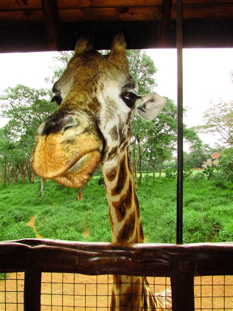 Giraffe Up Close And Personal Nairobi Kenya