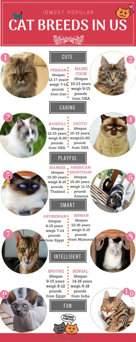 The 10 Most Popular Cat Breeds In The USA 2023