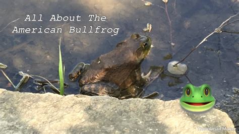 The American Bullfrog Youtube
