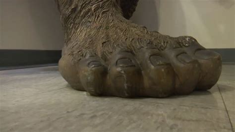 Bigfoot Sightings Reported In Ohio Investigator Has Proof