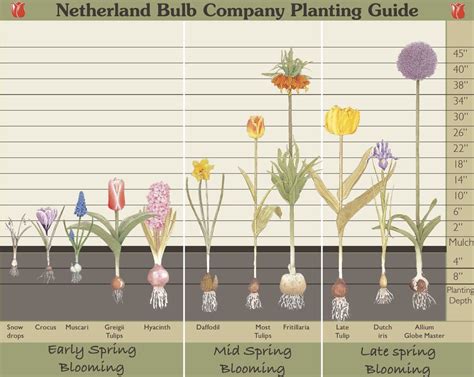 Bloom Chart Planting Bulbs In Spring Planting Bulbs Garden Bulbs