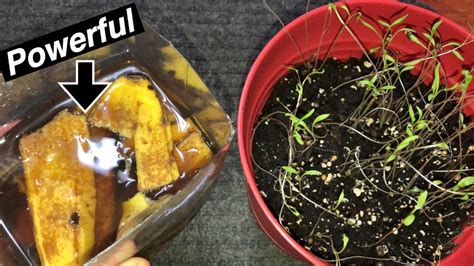 Apple peels fertilizer for plants! Banana Peel Fertilizer | Easy and Free Fertilizer for ...