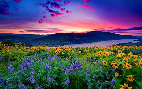 Hd Wallpaper Nature Landscape Yellow Flowers And Blue Mountain Lake
