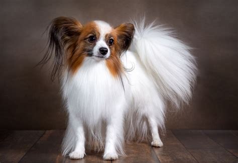 18 Cute Dog Breeds That Are Irresistible Heart Stealers
