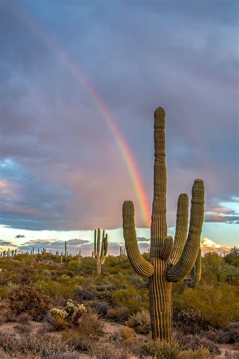 Desert Rainbow In North Scottsdale Arizona With Desert Cactus In