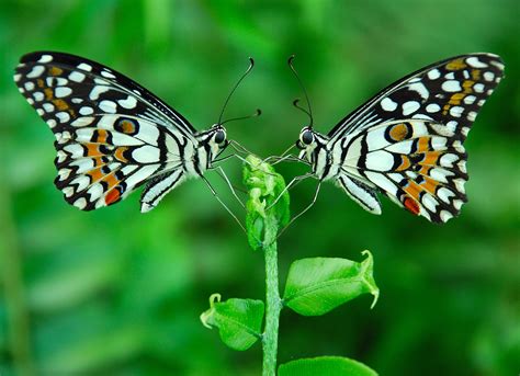 Two White And Black Butterflies On Leaf Hd Wallpaper Wallpaper Flare