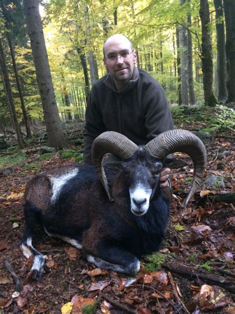 Mouflon Hunting In Poland With Prohunt Quality Trophy And Service
