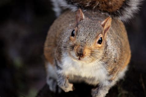 In louisiana, the supplemental nutrition assistance program (food stamp program) is handled through the department of children and families, dcfs. LDWF to host Squirrel Hunting 101 on Sept. 19 in Baton ...