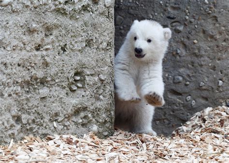 Filhote de urso polar é vista pela 1ª vez em zoológico na Alemanha