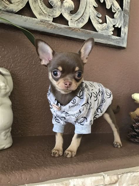 Pin By Las Vegas Tiny Chihuahua On Chocolate Chihuahuas Puppies