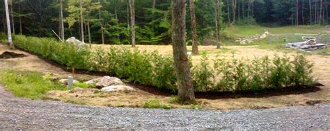 White cedar, known botanically as thuja occidentalis, is an evergreen tree that has scaly, fine foliage in feathery spreading, but markedly flat, branch tips. Champlain Valley Cedars: 5 foot Cedar hedge in Montgomery